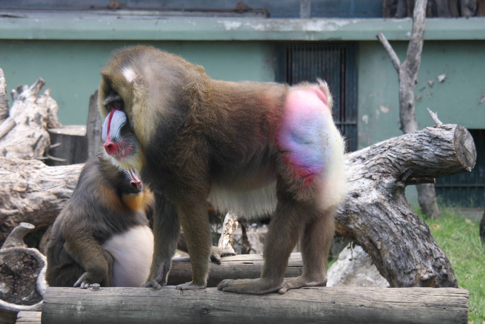 2013 Zoo de Buenos Aires