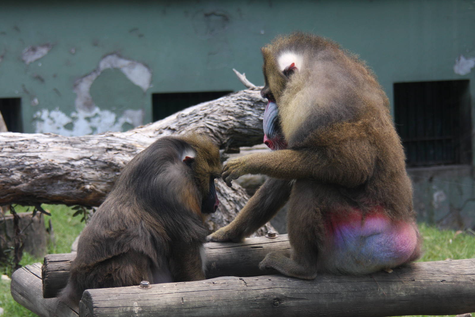 2013 Zoo de Buenos Aires