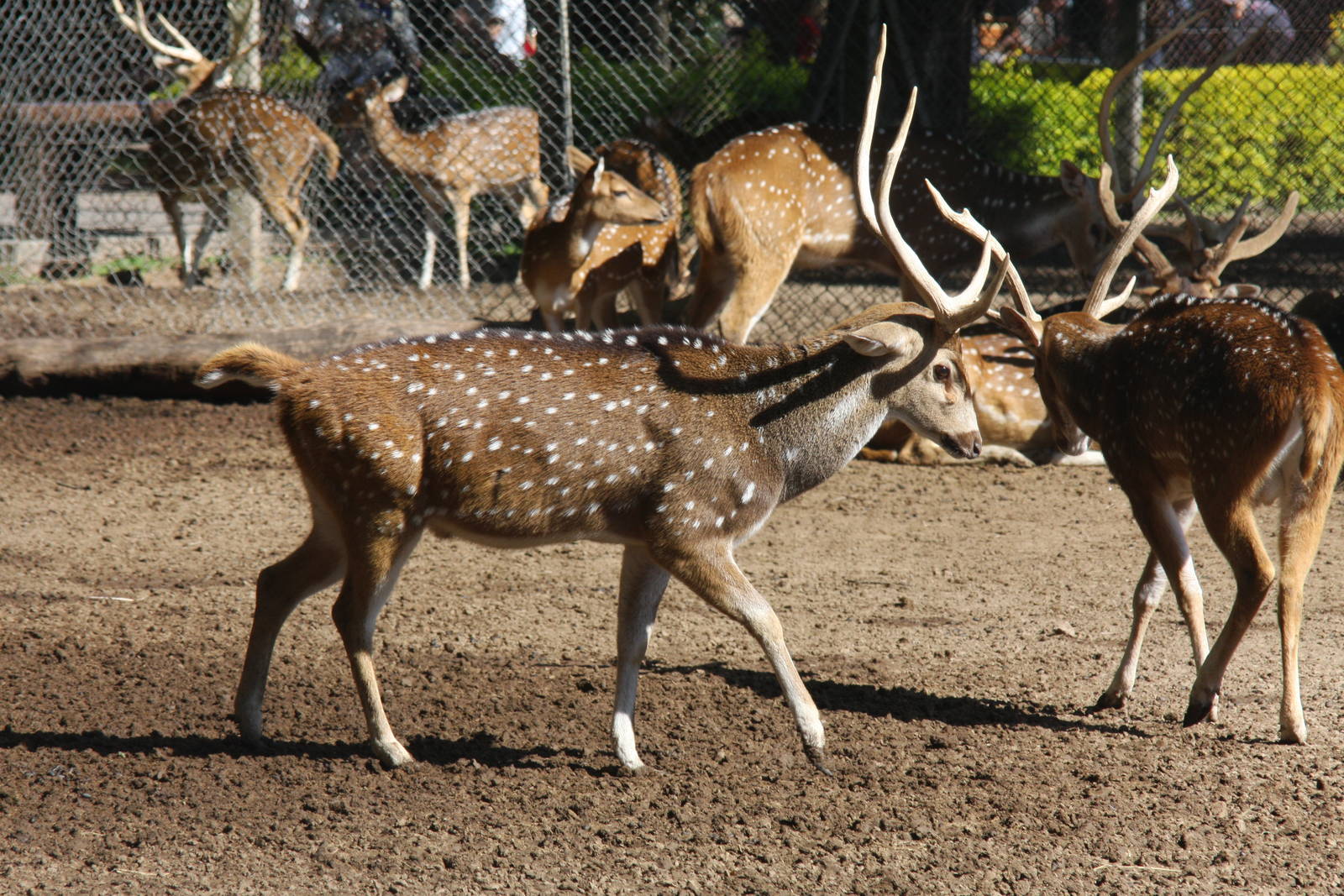 2013 Zoo de Buenos Aires