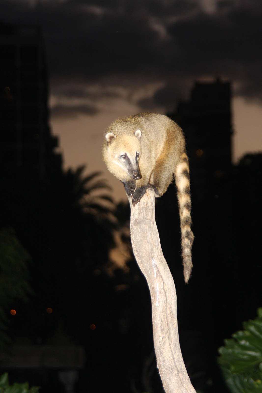 2013 Zoo de Buenos Aires