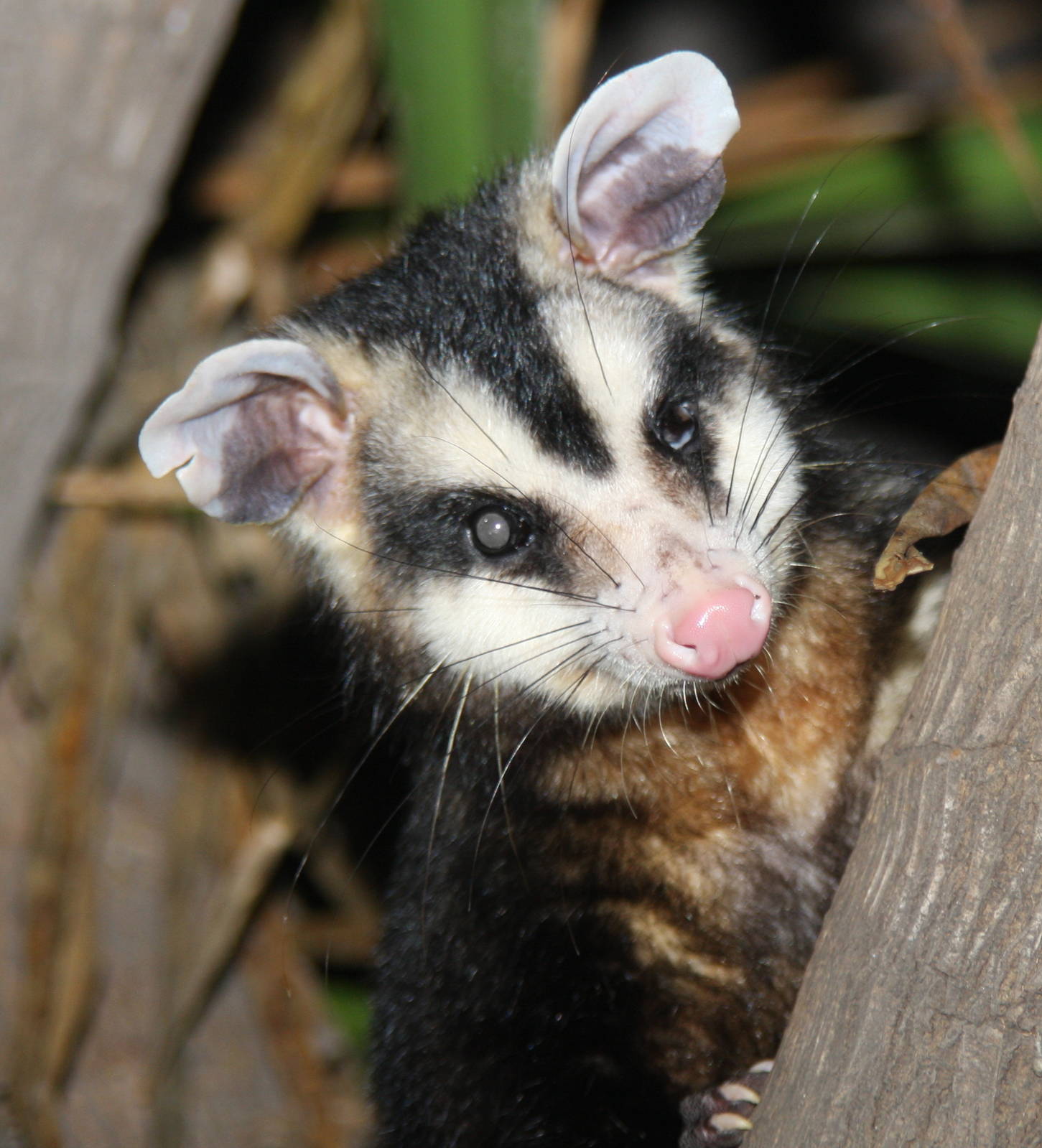 2013 Zoo de Buenos Aires