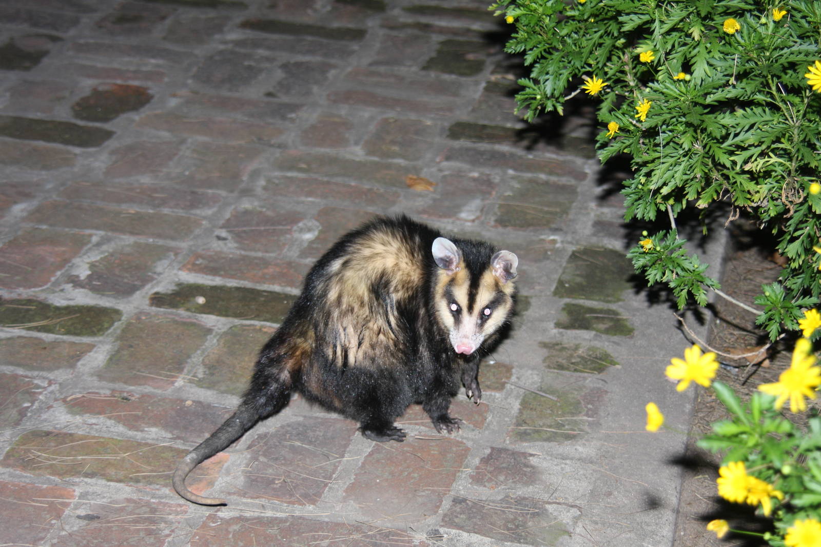 2013 Zoo de Buenos Aires