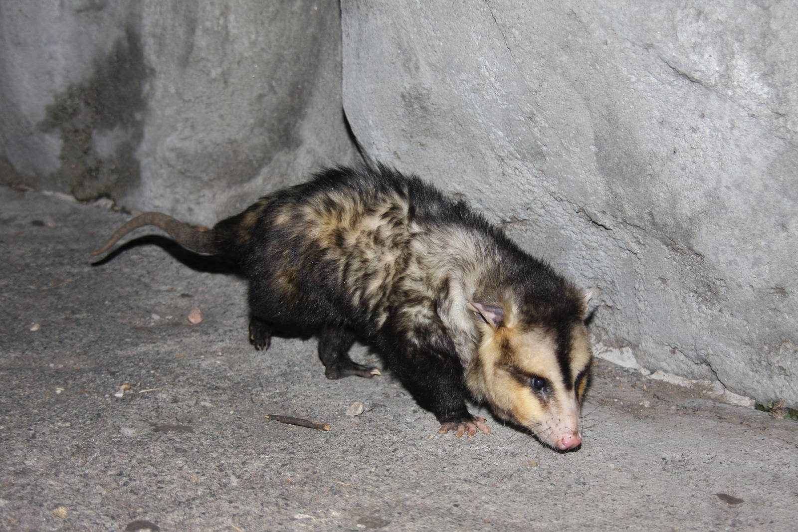 2013 Zoo de Buenos Aires