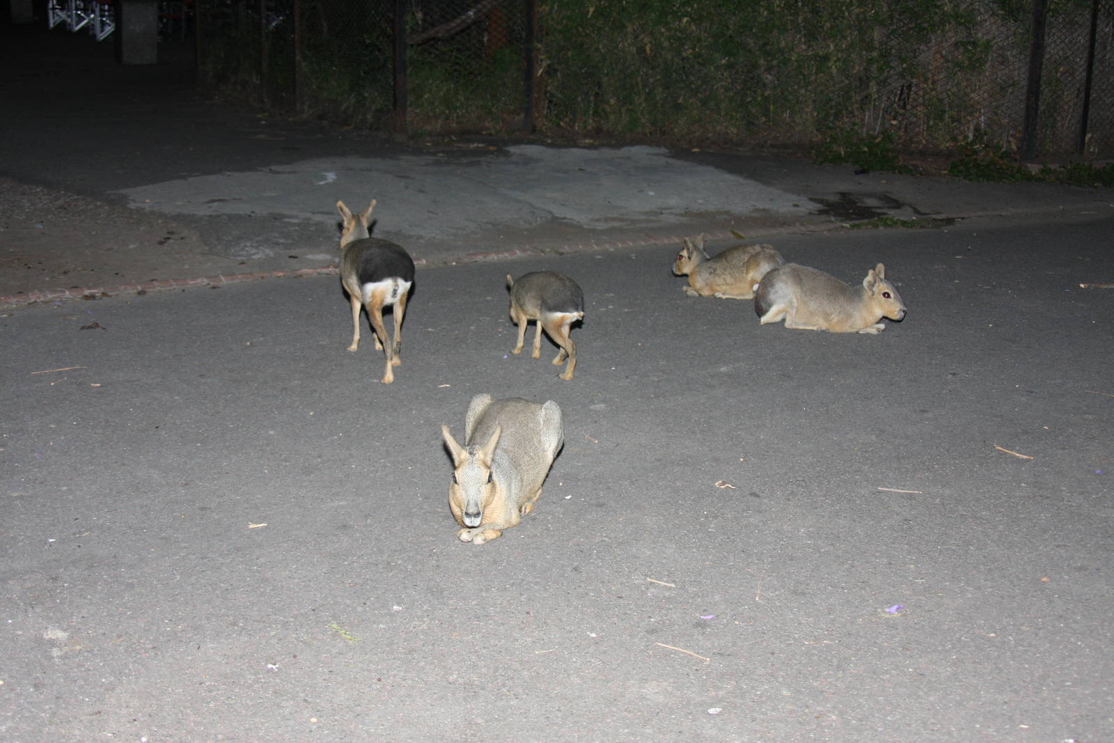 2013 Zoo de Buenos Aires