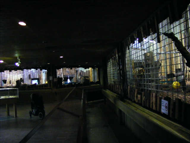 201306 Heidelberg Zoo Big cat house