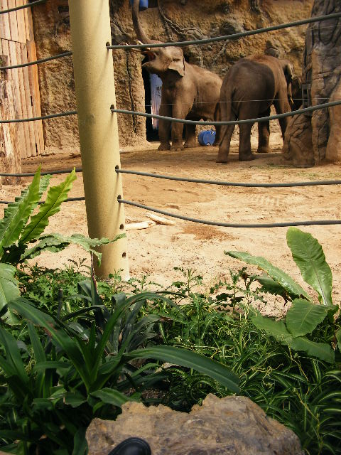 201306 Heidelberg Zoo elephant indoors detail