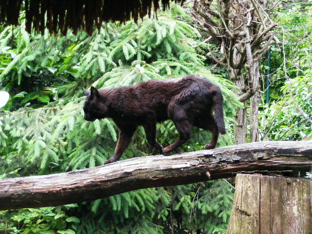 201306 Heidelberg Zoo melanistic Jungle cat Felis chaus