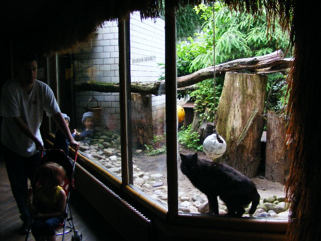 201306 Heidelberg Zoo melanistic Jungle cat Felis chaus