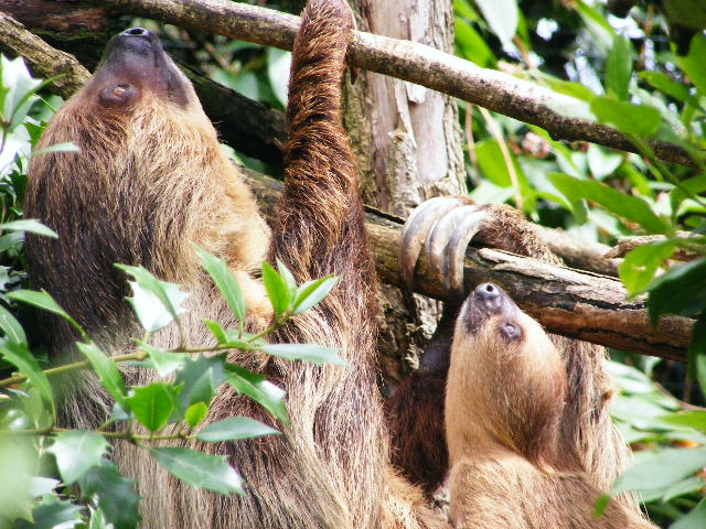 201306 Heidelberg Zoo Sloth with baby