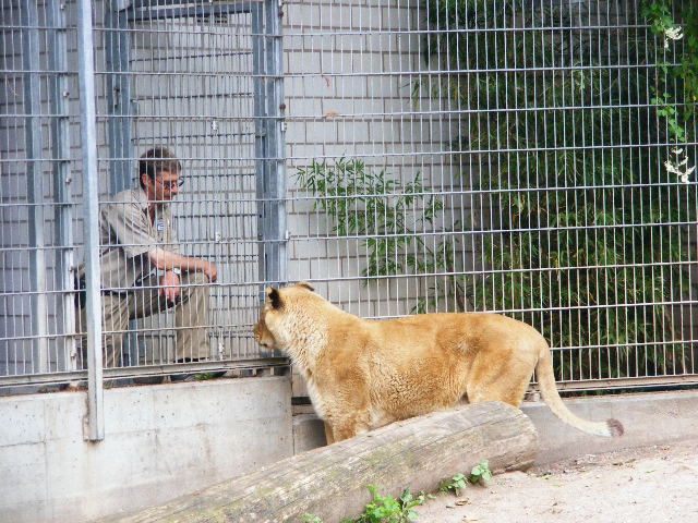 201306 Heidelberg Zoo very old lioness