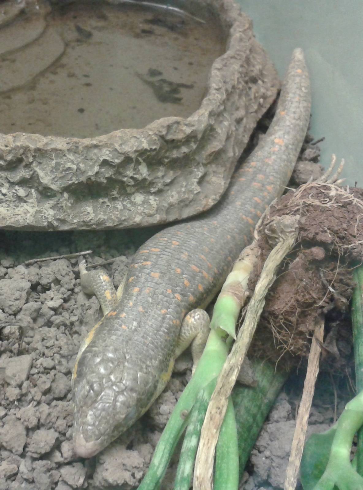 20130727_130314_berber_of_schneider_skink