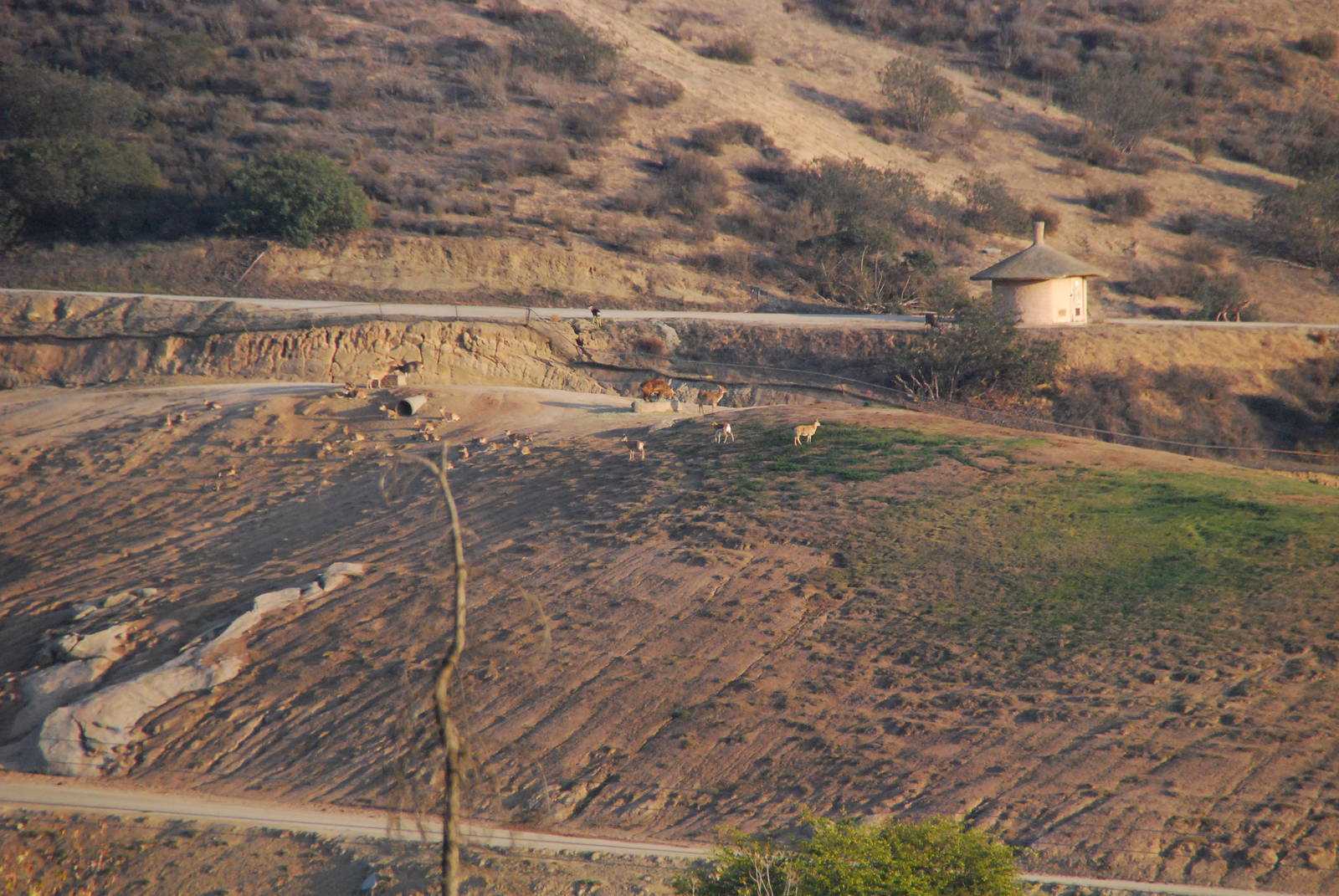 2014-01-09 Asian Field Exhibit - Need ID help?