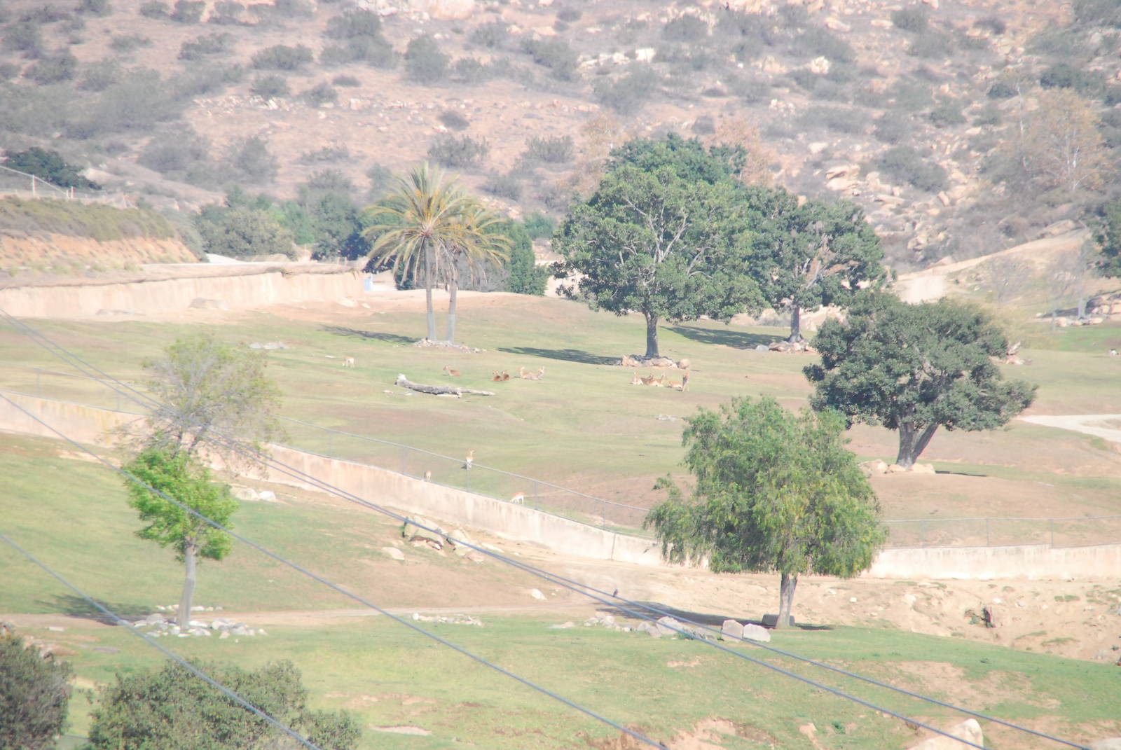 2014-01-09 Asian Plains - Barashinga & Blackbuck