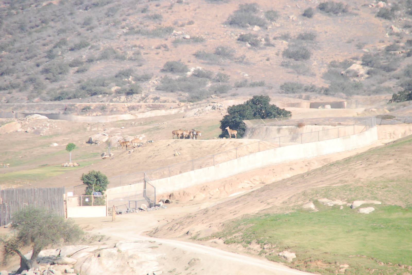 2014-01-09 Asian Plains - Nilgai