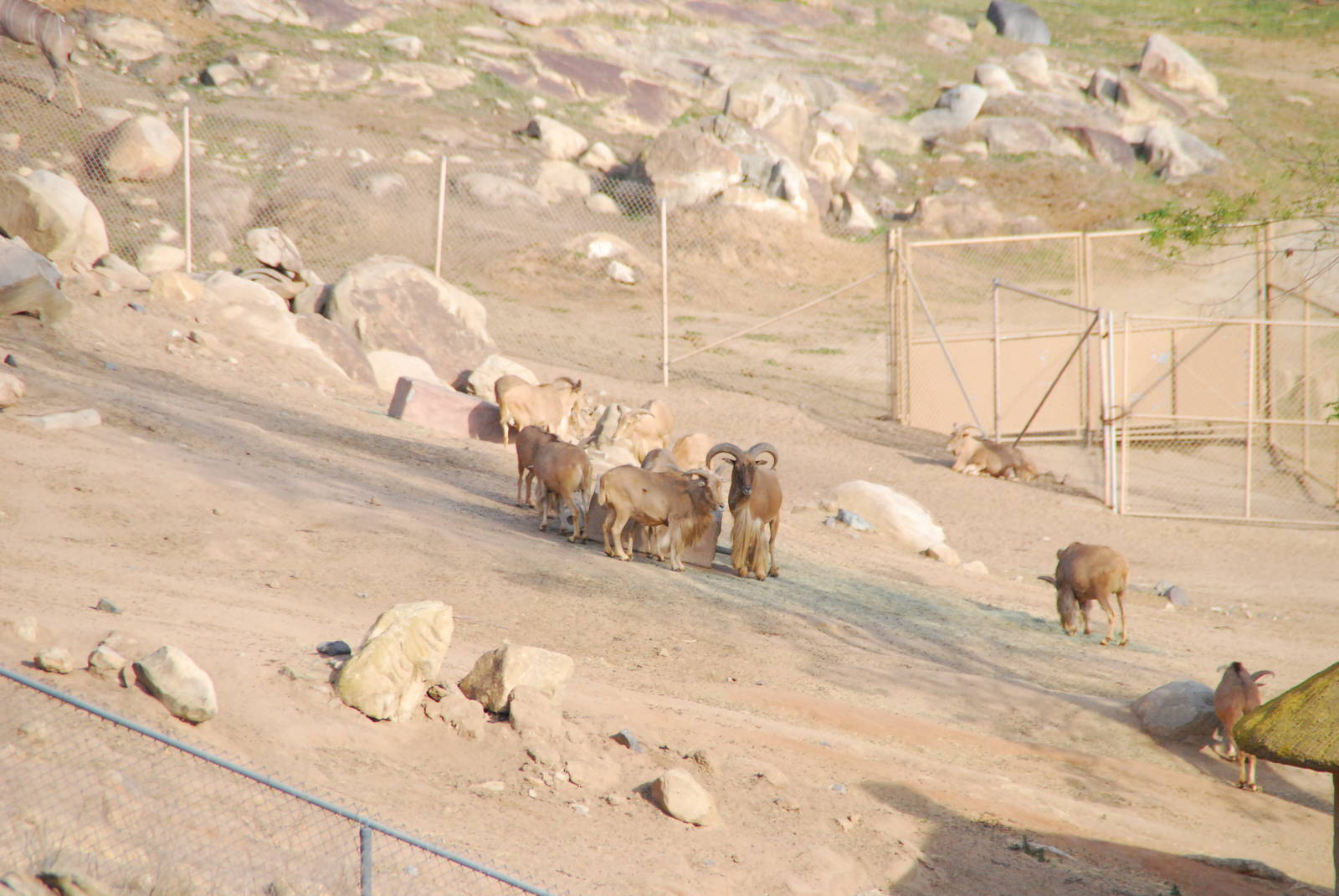 2014-01-09 Auodad or Barbary Sheep