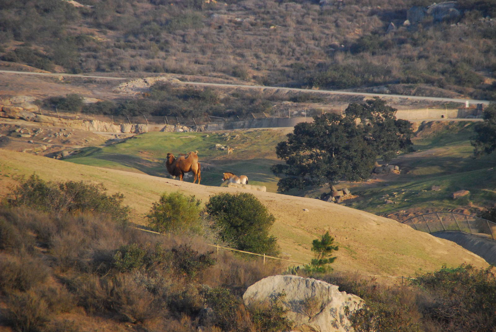 2014-01-09 Bactrian Camel and Przewalksi Horse