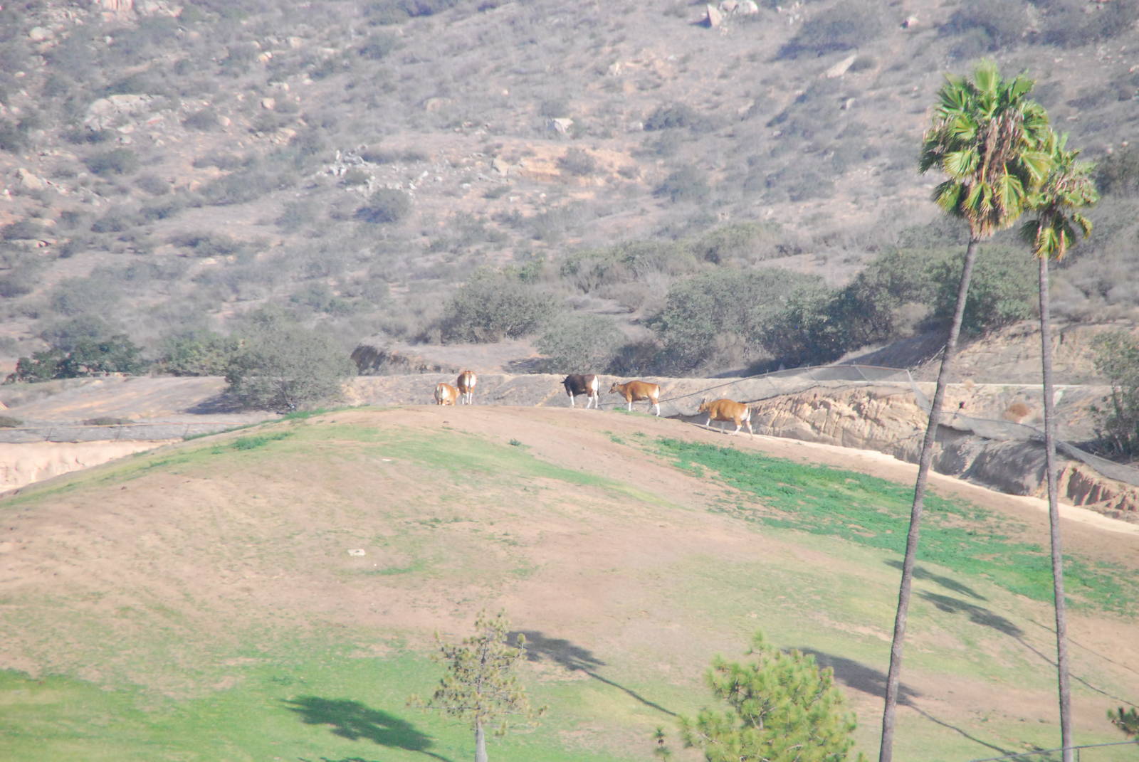 2014-01-09 - Banteng