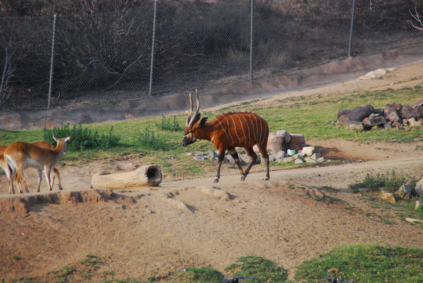 2014-01-09 Bongo & Red Lechwe