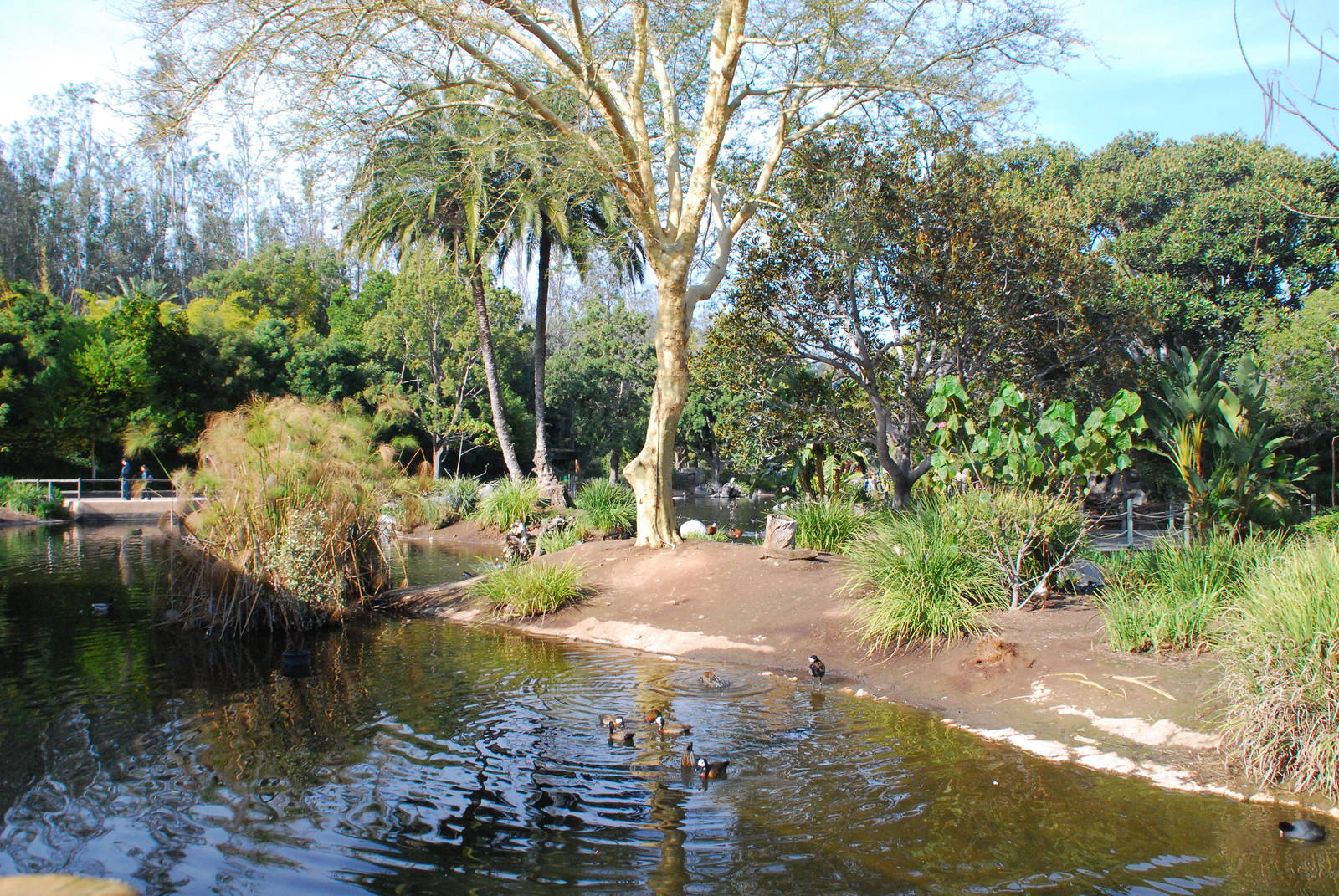 2014-01-09 Mombasa Lagoon landscaped island