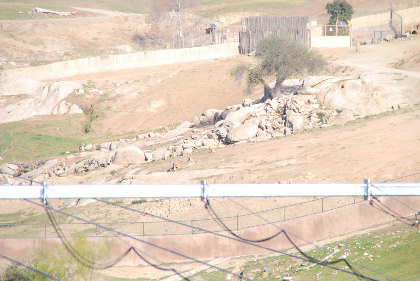 2014-01-09 Mouflon? & Hog deer