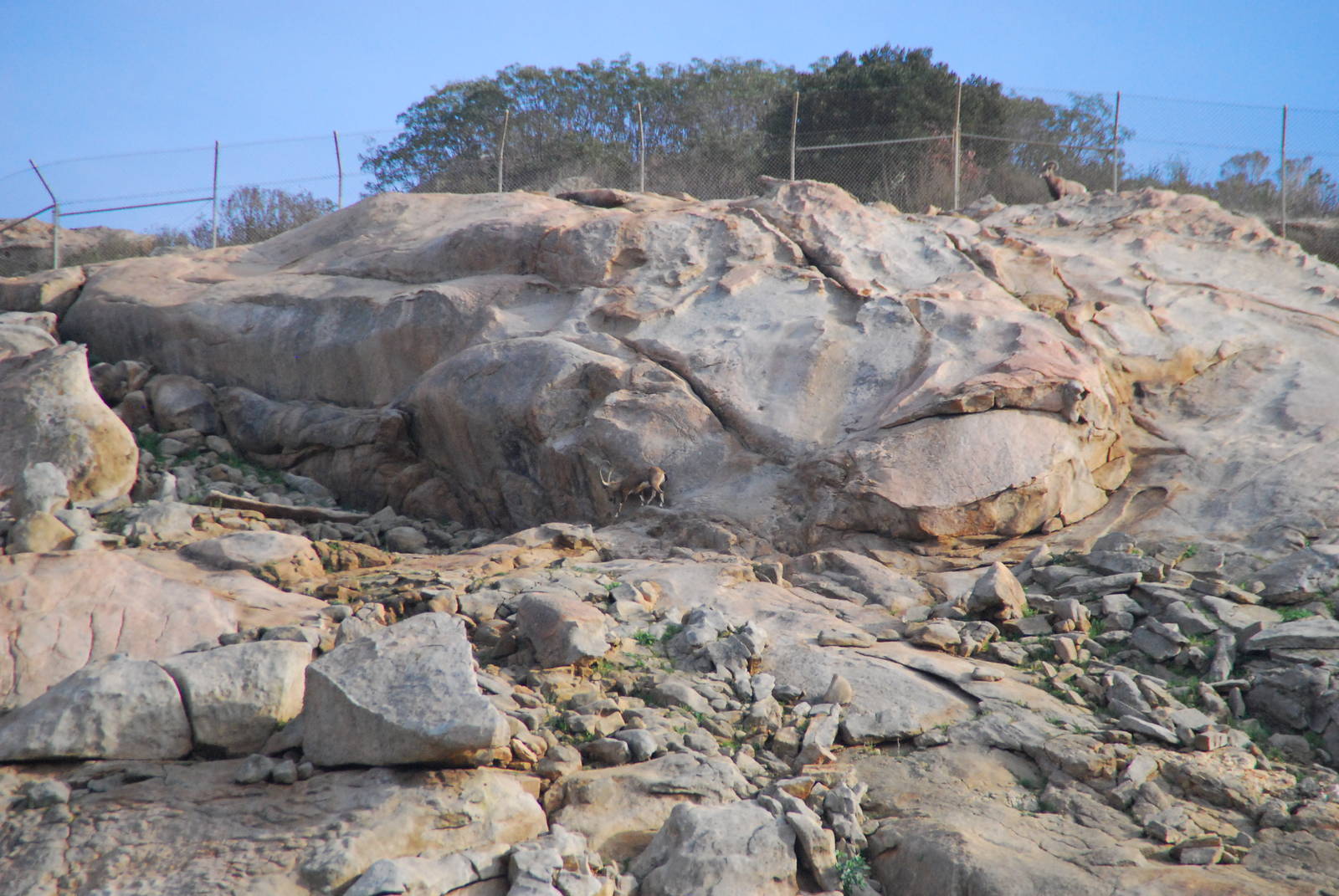 2014-01-09 Mountain Habitat Bighorn & Nubian Ibex