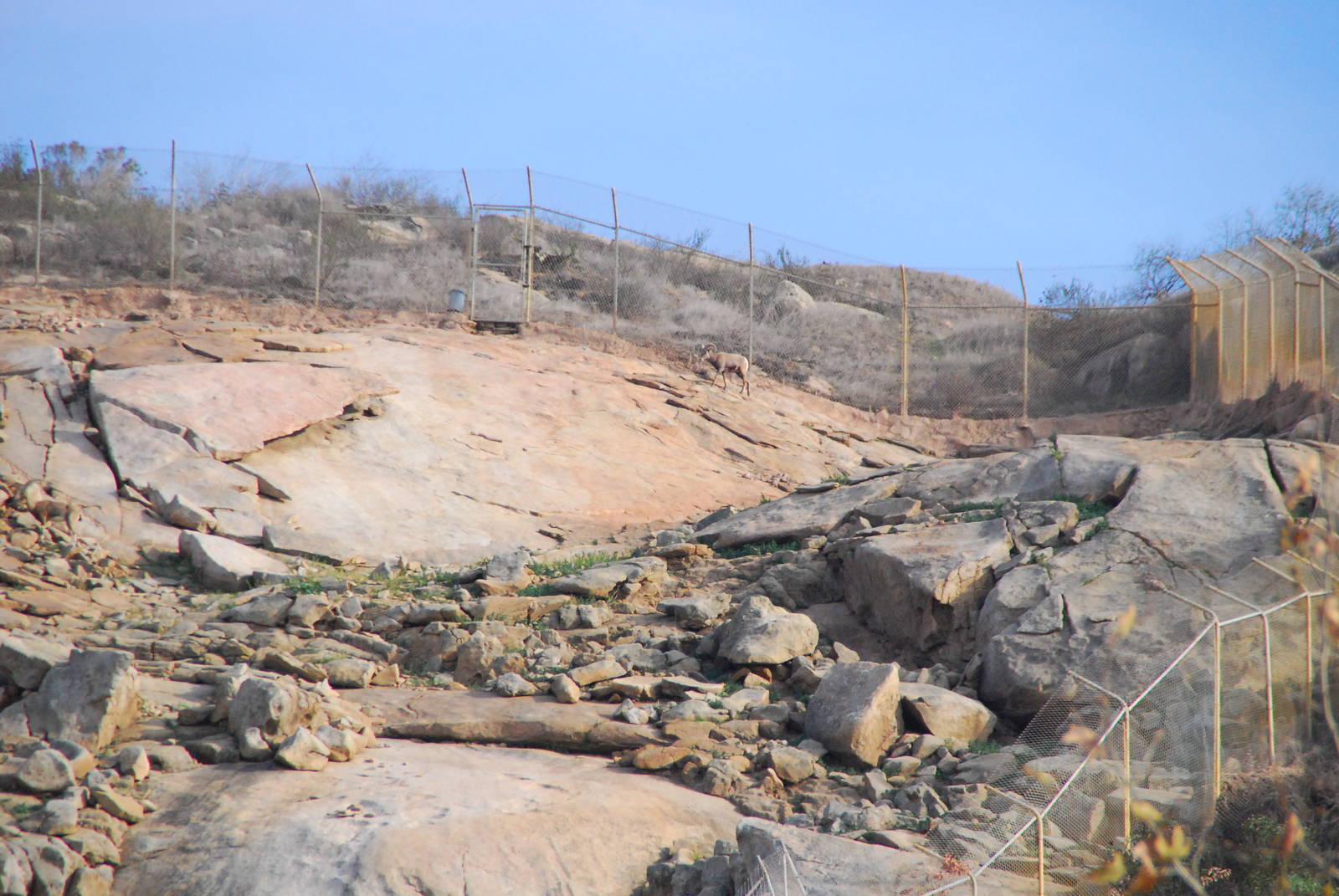 2014-01-09 Mountain Habitat Desert Bighorn