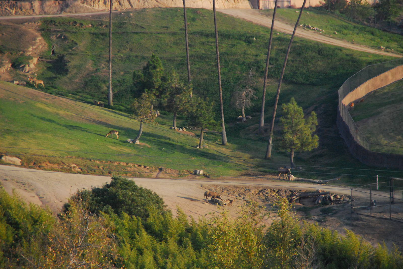 2014-01-09 Pere Davids Deer