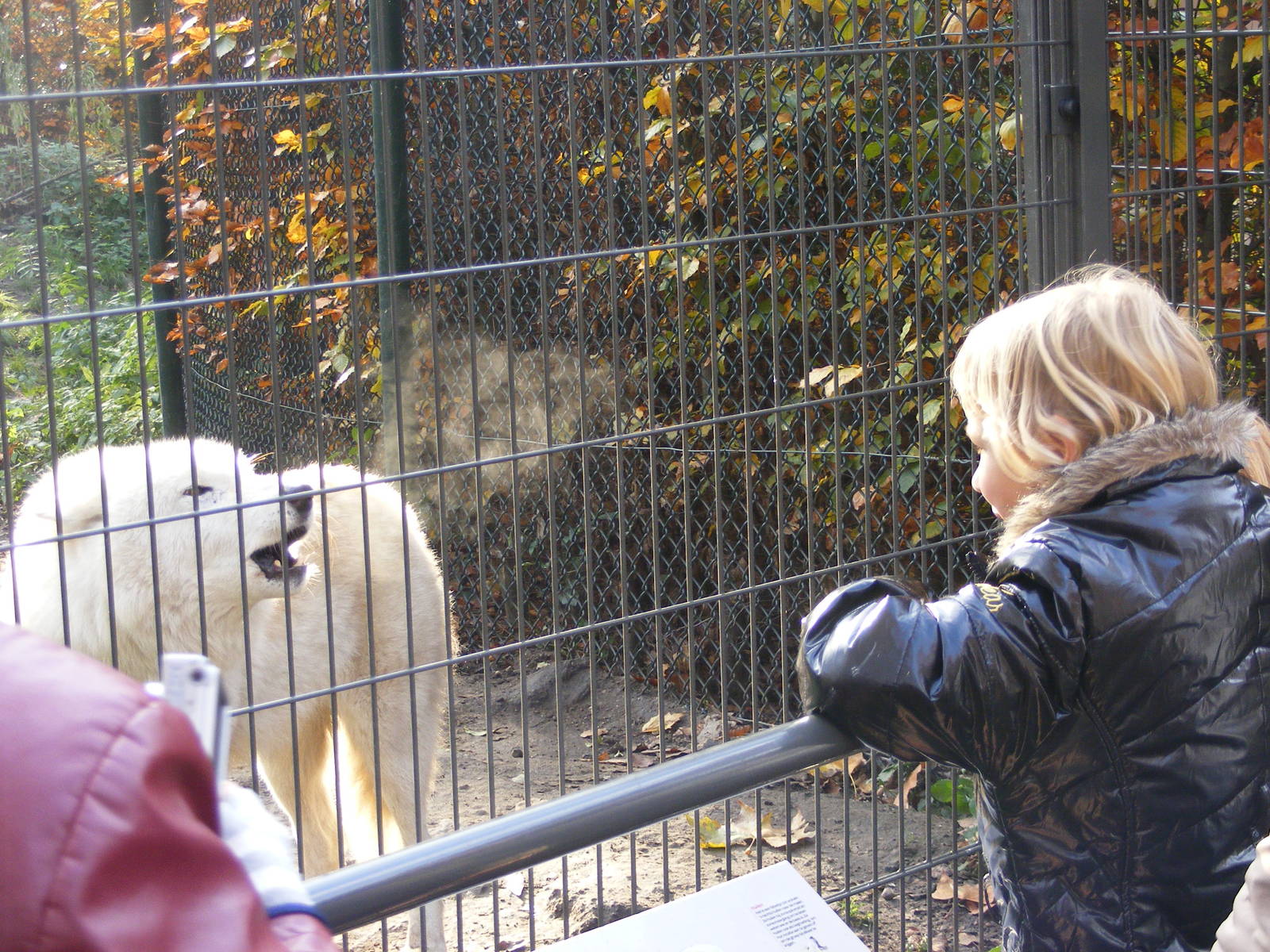 2014-11-22 Artis Arctic wolf howling close to the fence