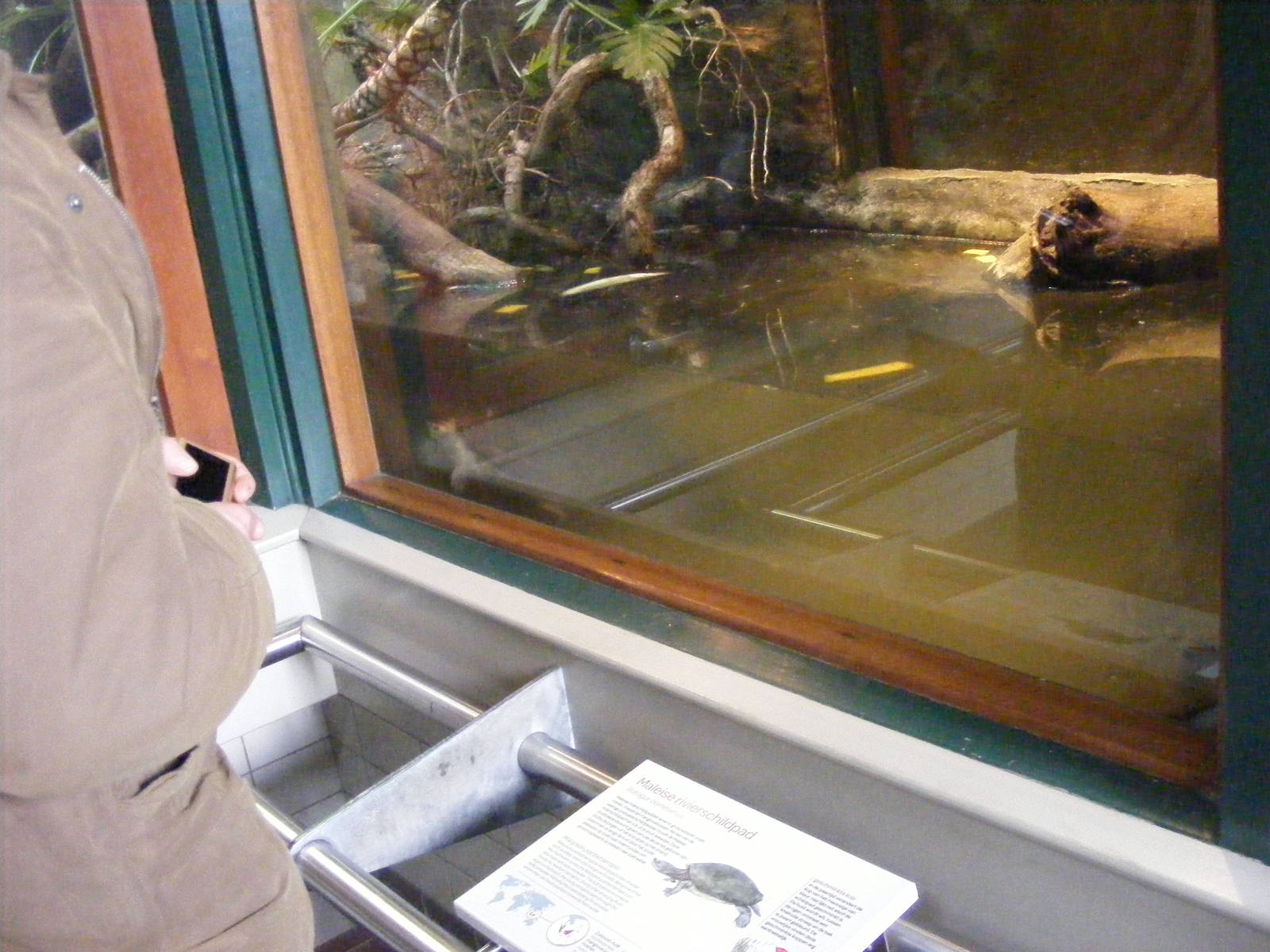 2014-11-22 Artis Batagur borneoensis