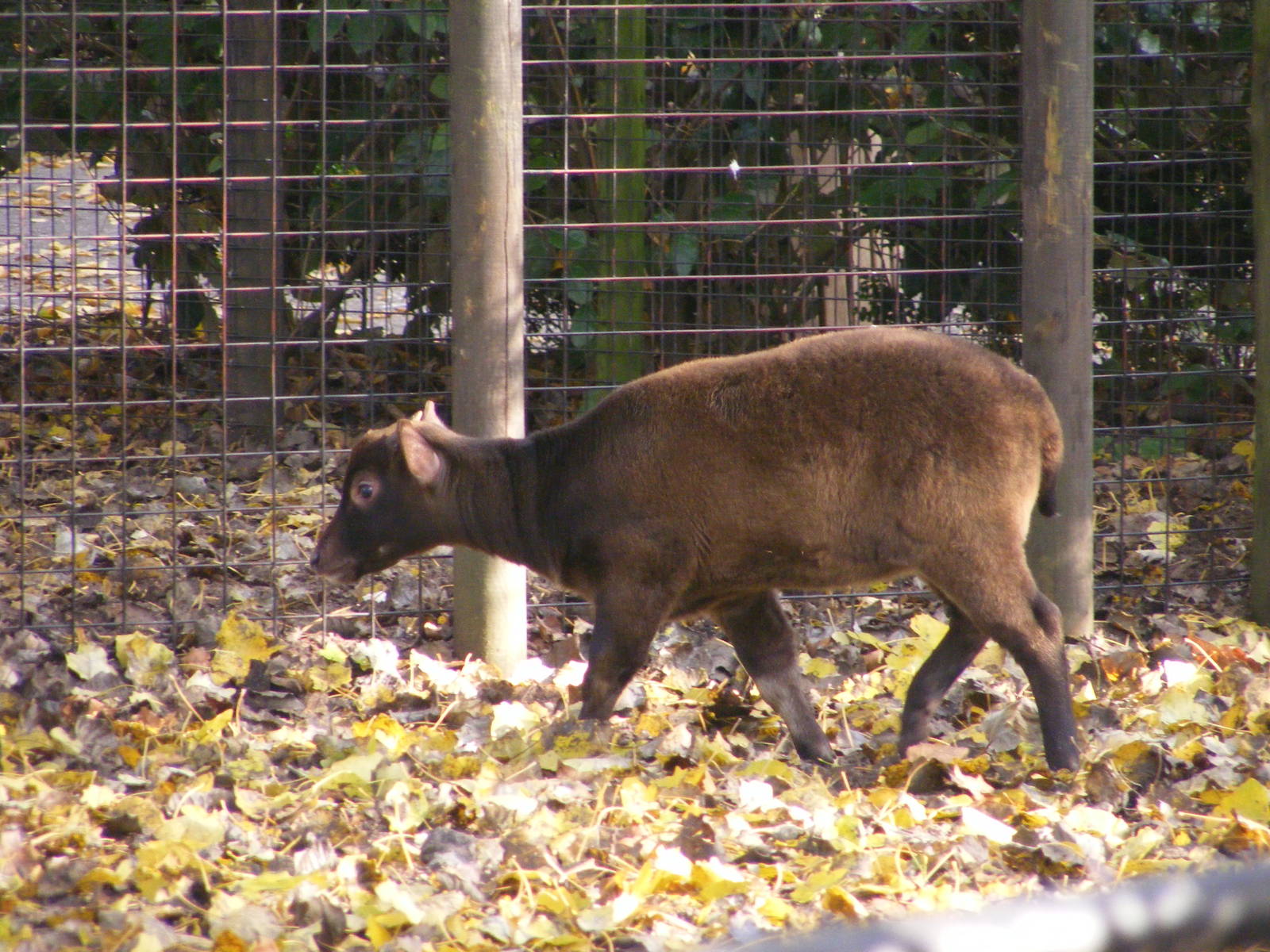 2014-11-22 Artis Bubalus depressicornis calf