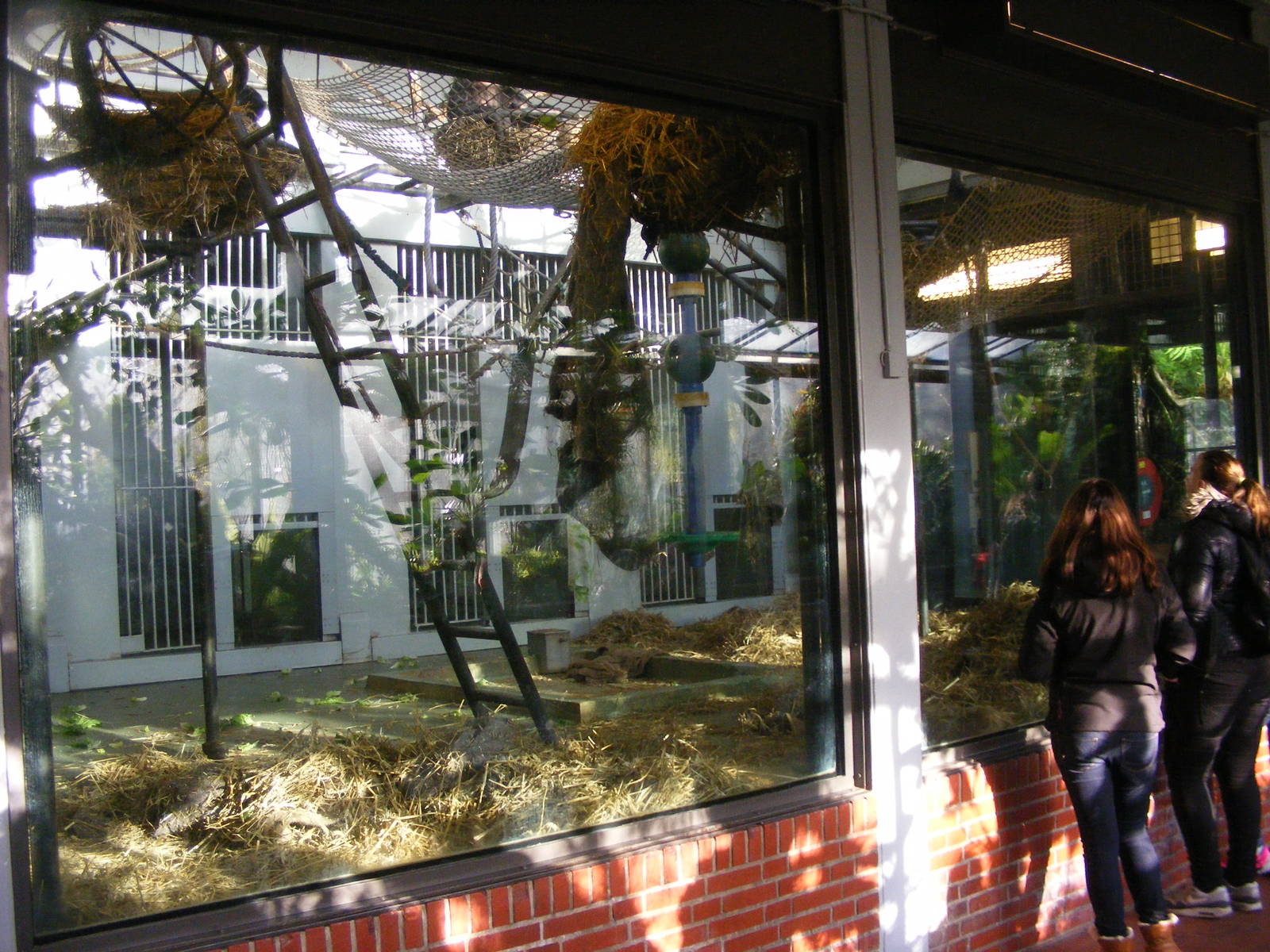 2014-11-22 Artis Chimpanzee indoors