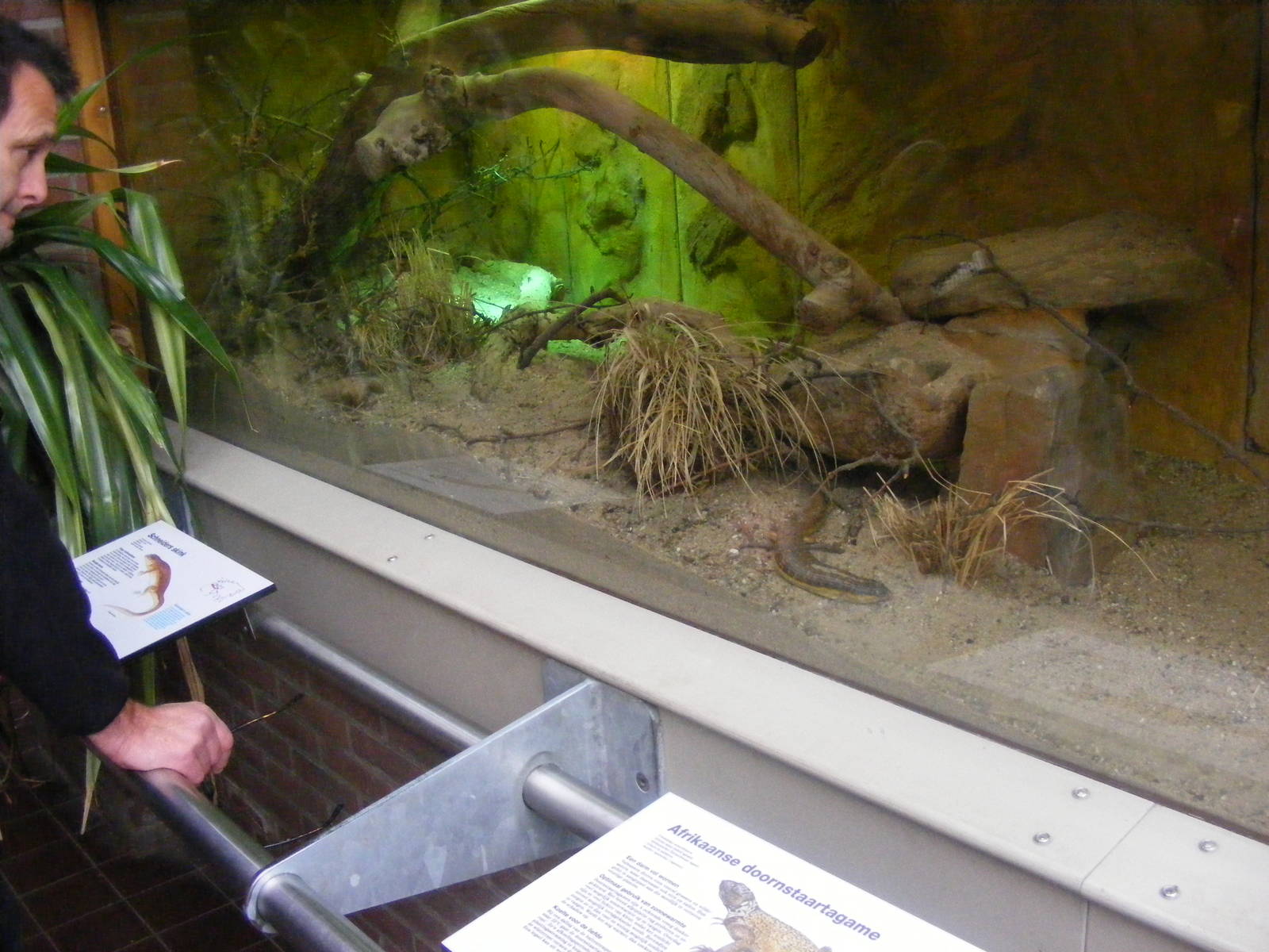2014-11-22 Artis Eumeces schneideri and Uromastyx sp. terrarium
