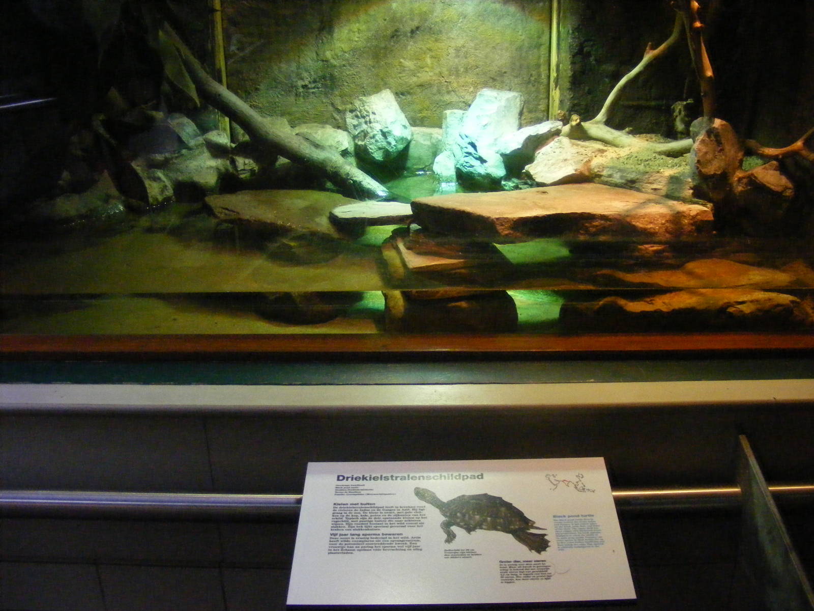 2014-11-22 Artis Geoclemys hamiltonii