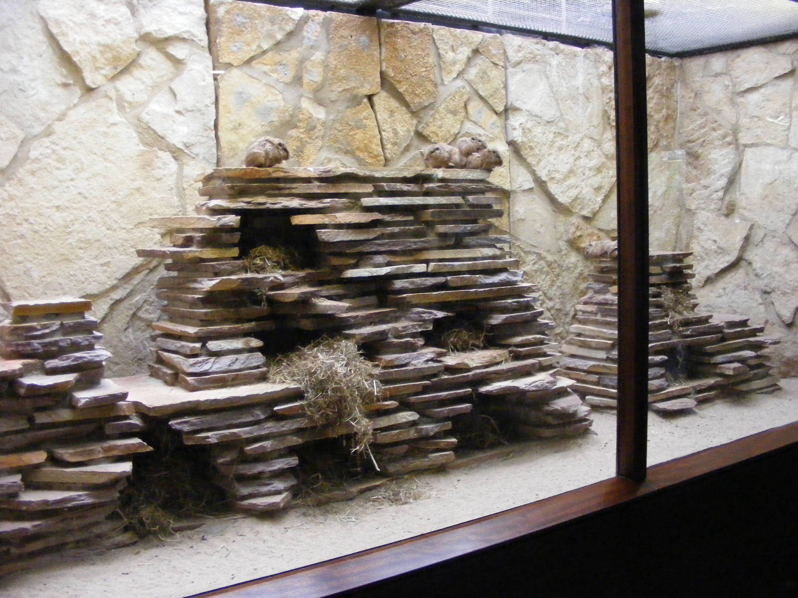 2014-11-22 Artis Gundi enclosure