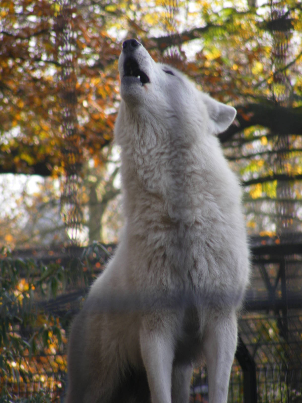 2014-11-22 Artis howling arctic wolf