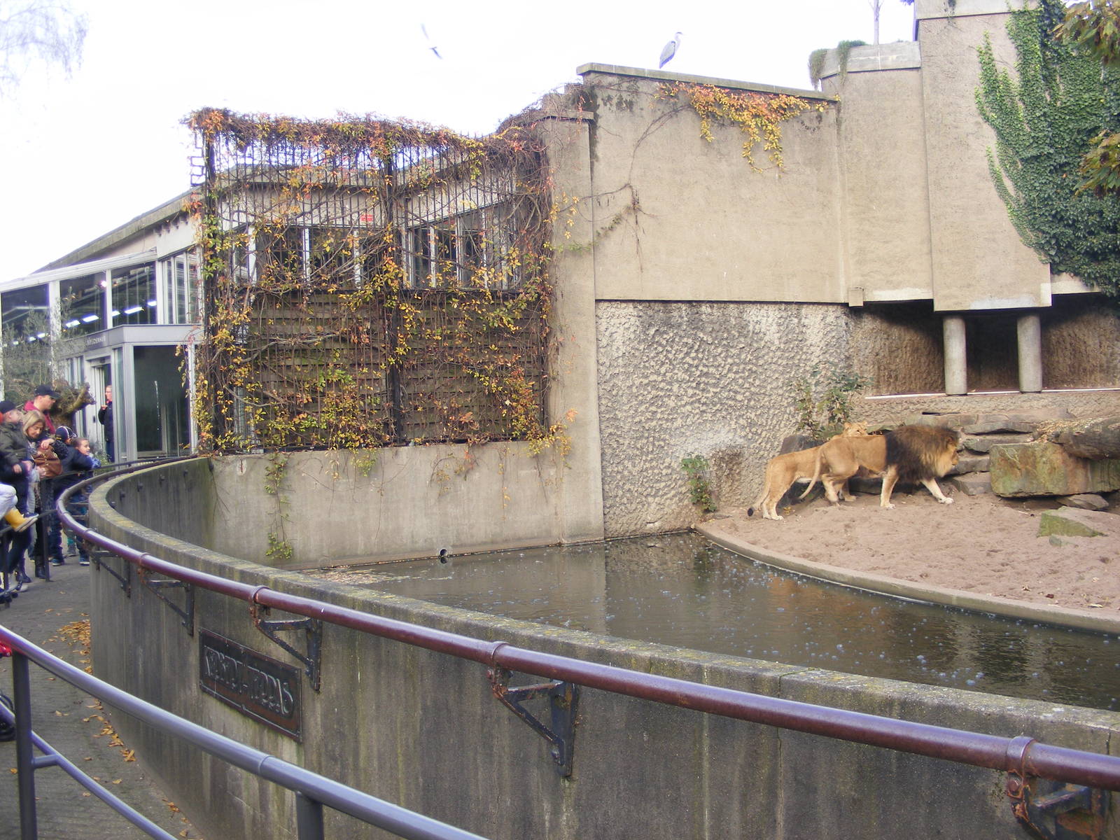 2014-11-22 Artis Lion's enclosure: moat detail