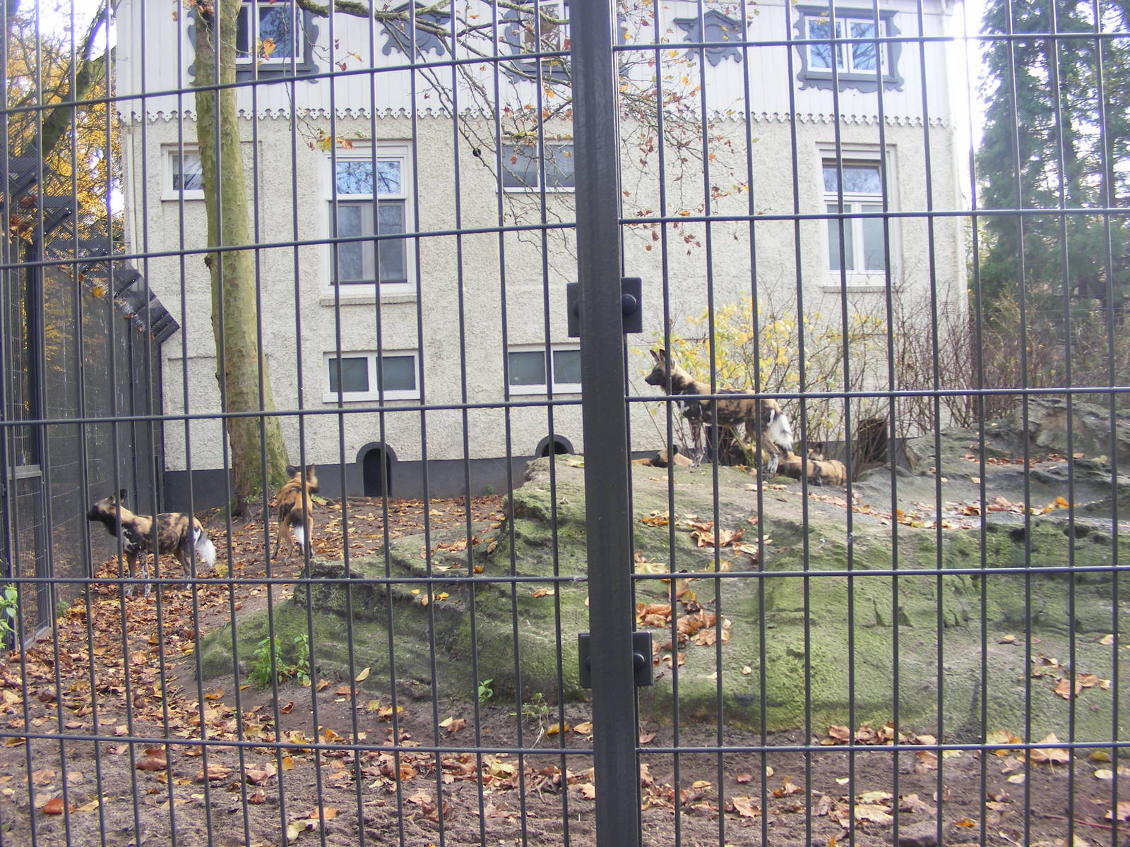 2014-11-22 Artis one part of the african wilddog exhibit