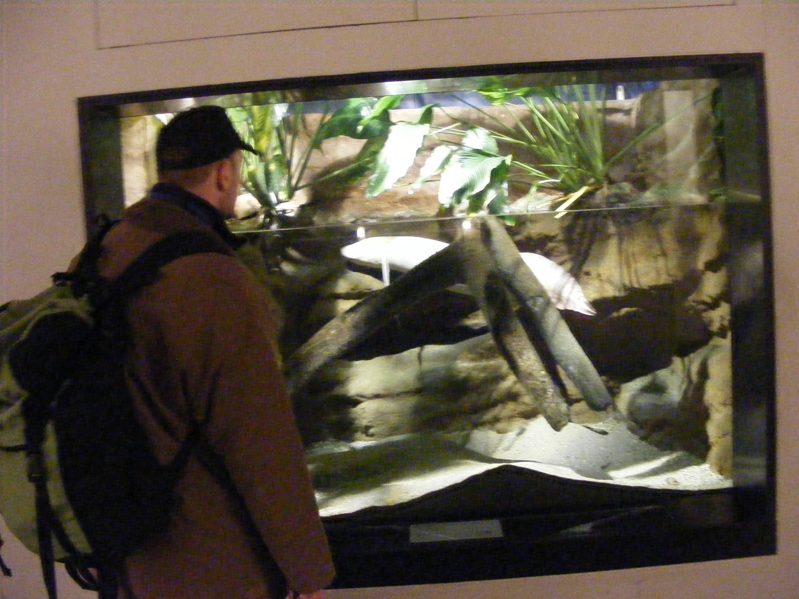 2014-11-22 Artis Protopterus aethiopicus Albino