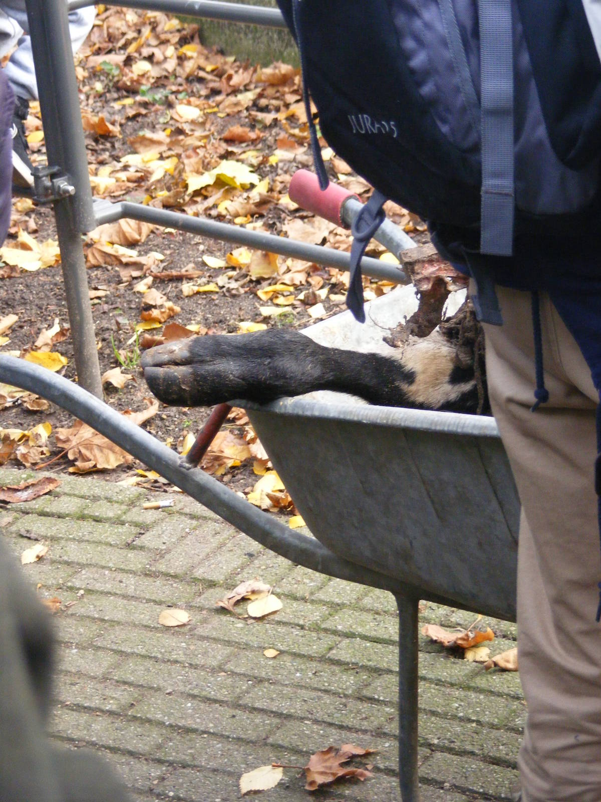 2014-11-22 Artis remains of african wilddog's meal