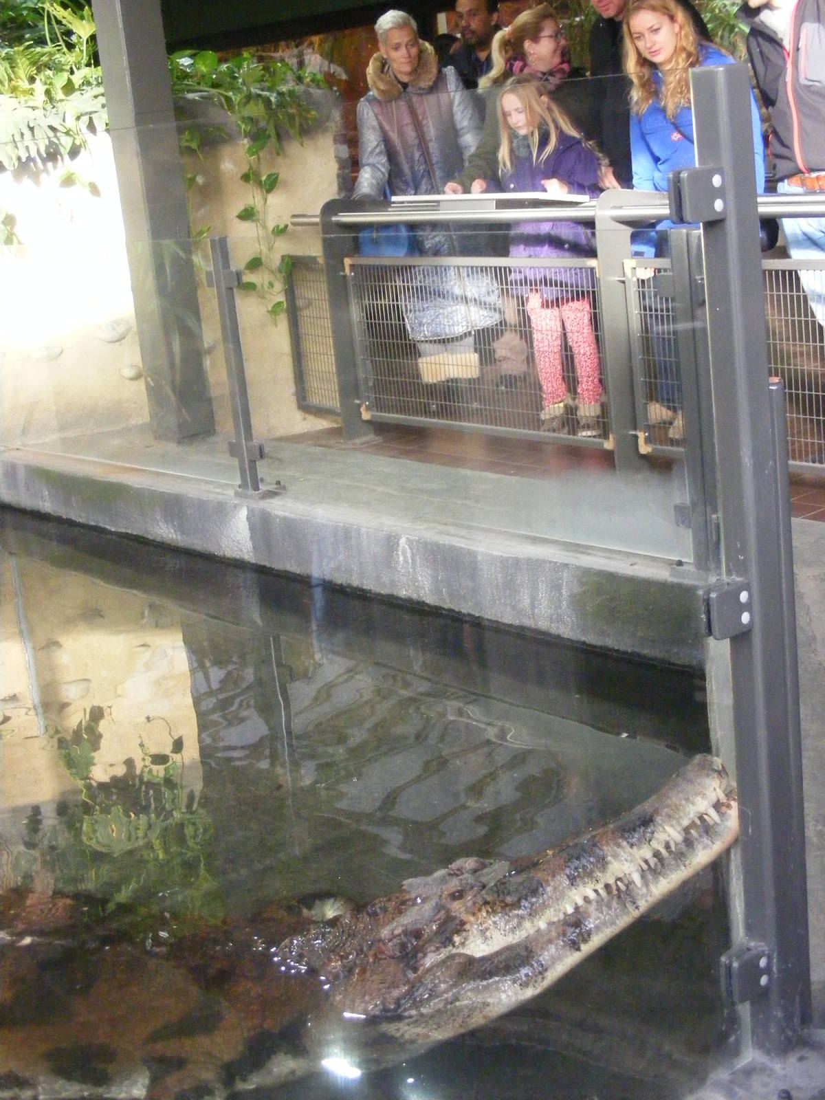 2014-11-22 Artis Tomistoma schlegelii male