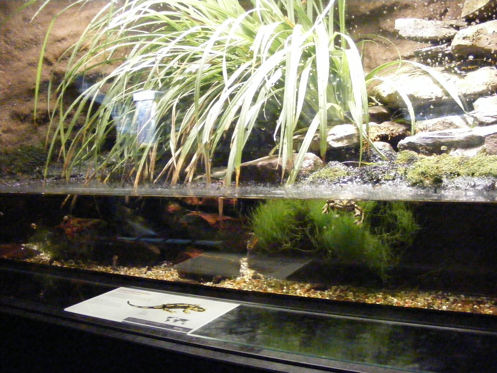 2014-11-22 ArtisTank for Salamandra salamandra and Pelophylax esculentus