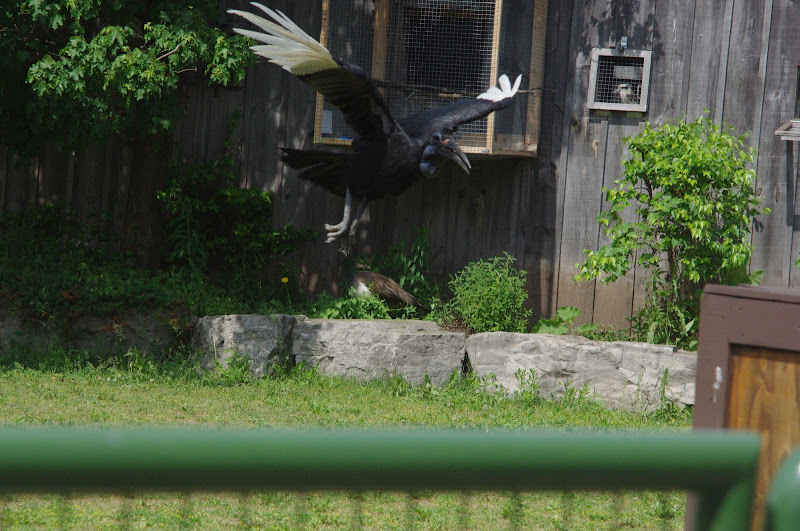 2014 - Abyssinian Ground Hornbill and Indian Peafowl, Parrot Paradise presentation