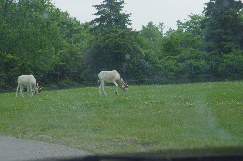 2014 - Addax, Rocky Ridge Veldt