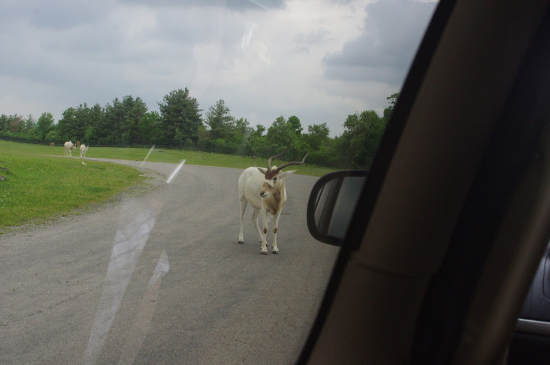 2014 - Addax, Rocky Ridge Veldt