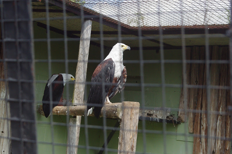 2014 - African Fish Eagles, Birds of Prey Conservation Centre