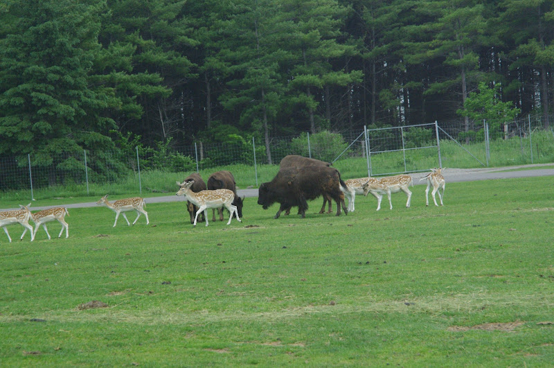 2014 - American Bison and European Fallow Deer, North America