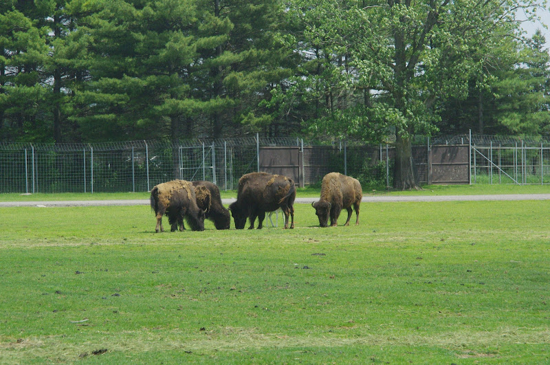 2014 - American Bison and European Fallow Deer, North America
