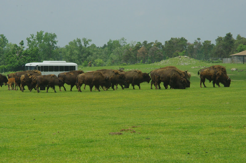 2014 - American Bison and Wapiti, North America