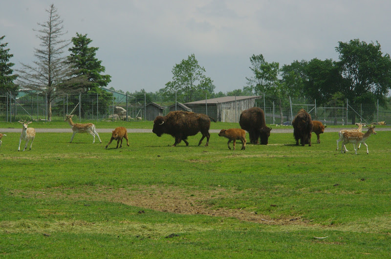 2014 - American Bison, European Fallow Deer and Sichuan Takin