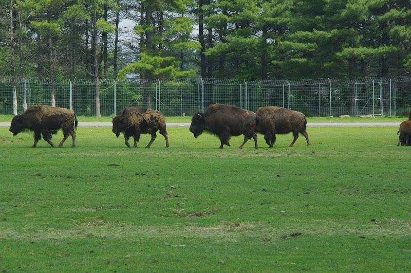 2014 - American Bison, North America